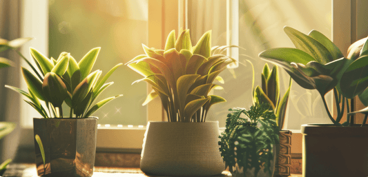 The Benefits of Liquid Fertilizer: Why Everbloom Green’s Phytoplankton Fertilizer is the Best Choice for Your Garden